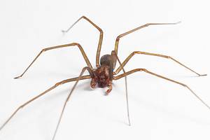 Brown Recluse Spider: Habitat, Venom Level, Appearance, and More! Picture