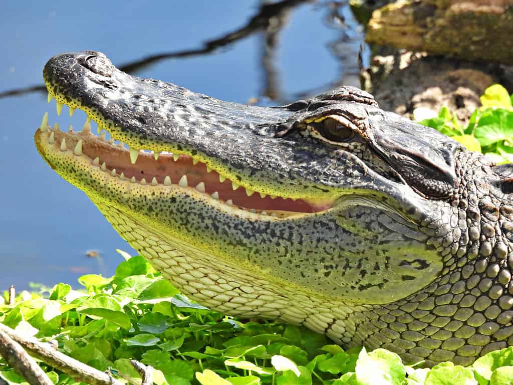 American Alligator (Alligator mississippiensis) - young, headshot, showing its teeth