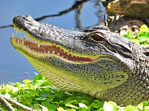 Louisiana’s Alligator-Infested Rivers: Why The Ouachita River Is an Alligator Haven photo