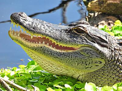 A Louisiana’s Alligator-Infested Rivers: Why The Ouachita River Is an Alligator Haven