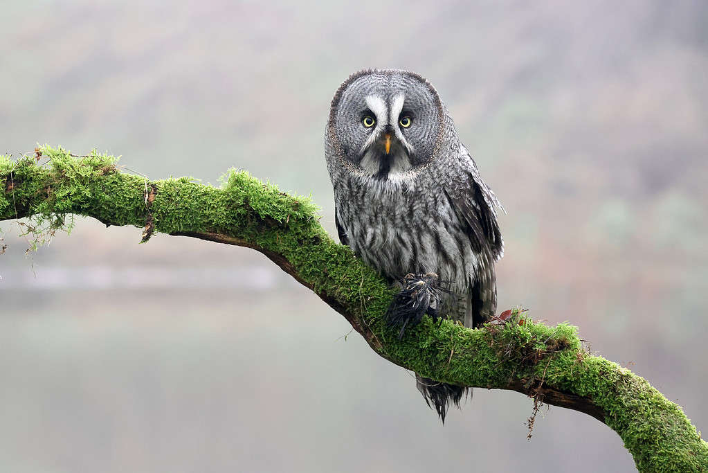 close-up of a great grey owl (Strix nebulosa)