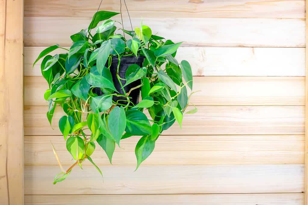Philodendron Brasil (Philodendron Hederaceum Scandens Brasil) hang on wooden wall. Tropical creeper plant with yellow stripes in flower pot. Green houseplant on oak wall, modern interior decoration