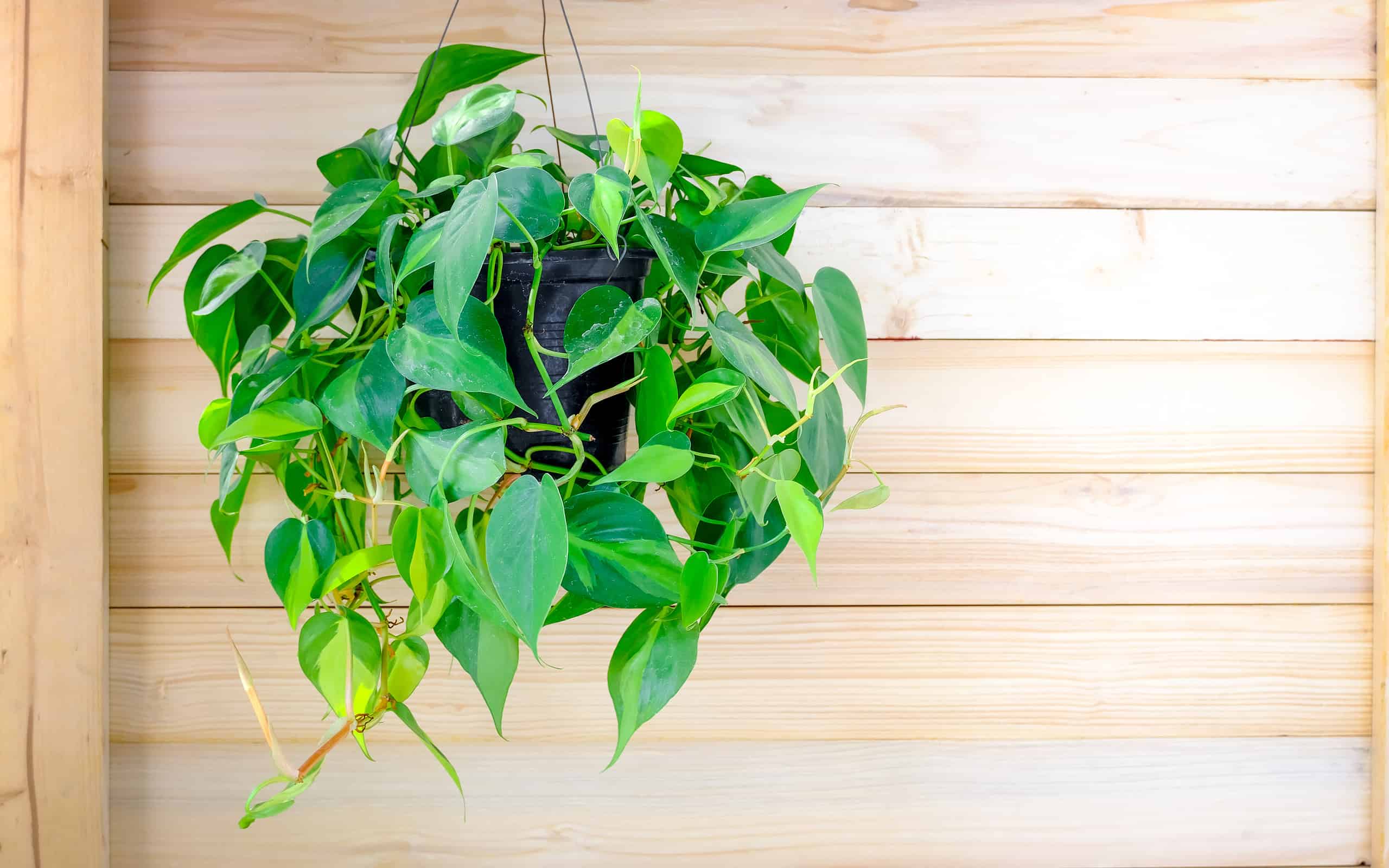 Philodendron Brasil (Philodendron Hederaceum Scandens Brasil) hang on wooden wall. Tropical creeper plant with yellow stripes in flower pot. Green houseplant on oak wall, modern interior decoration
