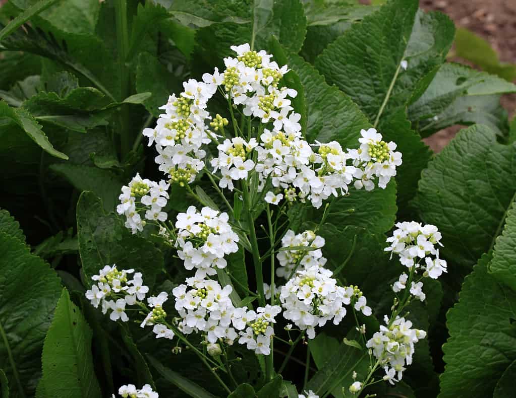 White horseradish fowers close up in organic garden