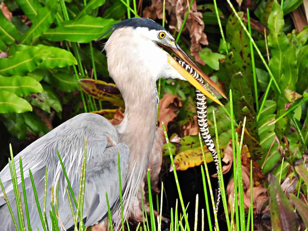Great Blue Heron (Ardea herodias) -  with a  Florida Banded Water Snake (Nerodia fasciata pictiventris), a subspecies of the Banded Water Snake (Southern Water Snake - Nerodia fasciata) in its mouth - nonvenomous.