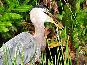 Snake Tries Wrapping Around the Legs of a Heron to Fight Against Being Eaten! Picture