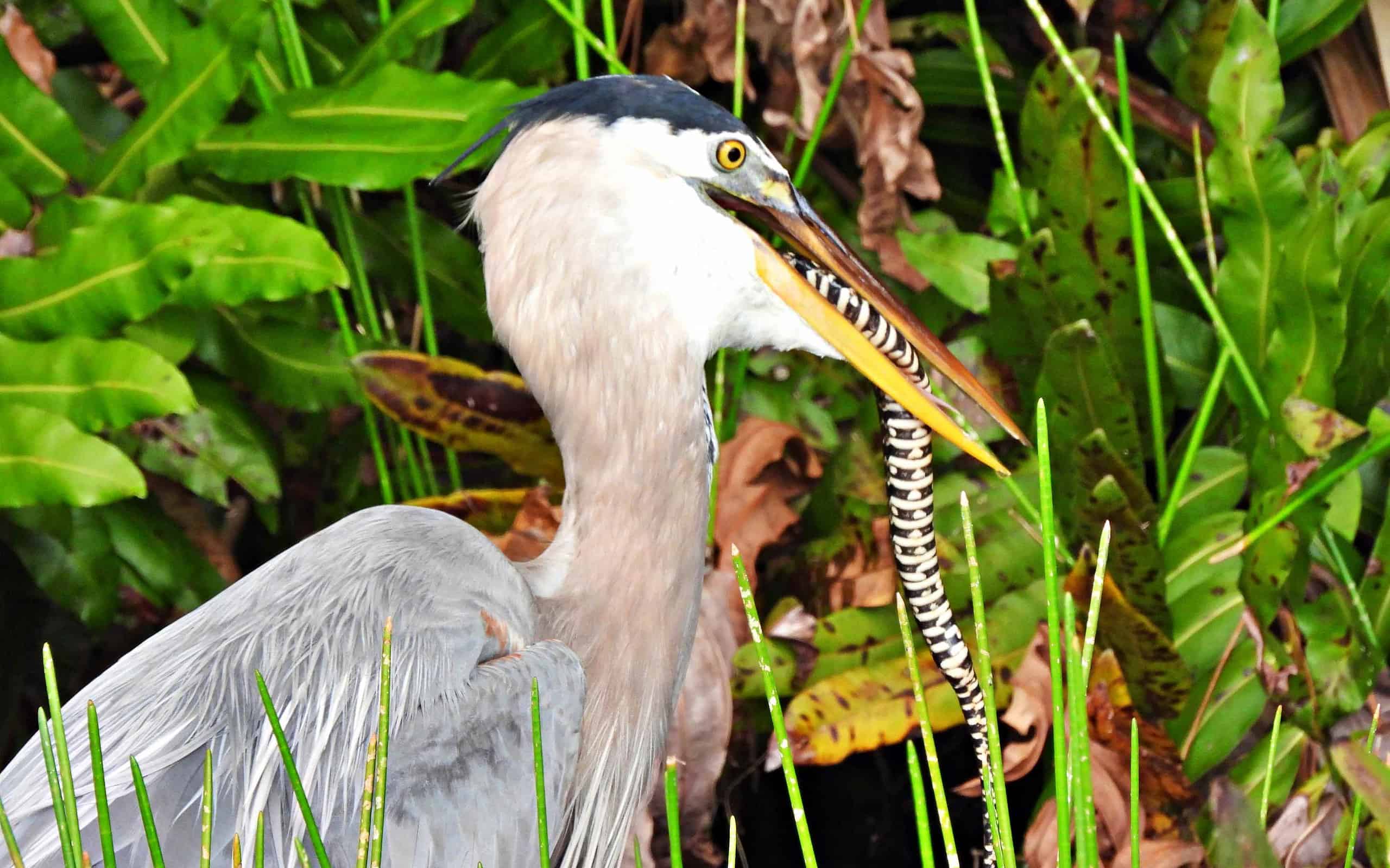 Great Blue Heron (Ardea herodias) -  with a  Florida Banded Water Snake (Nerodia fasciata pictiventris), a subspecies of the Banded Water Snake (Southern Water Snake - Nerodia fasciata) in its mouth - nonvenomous.