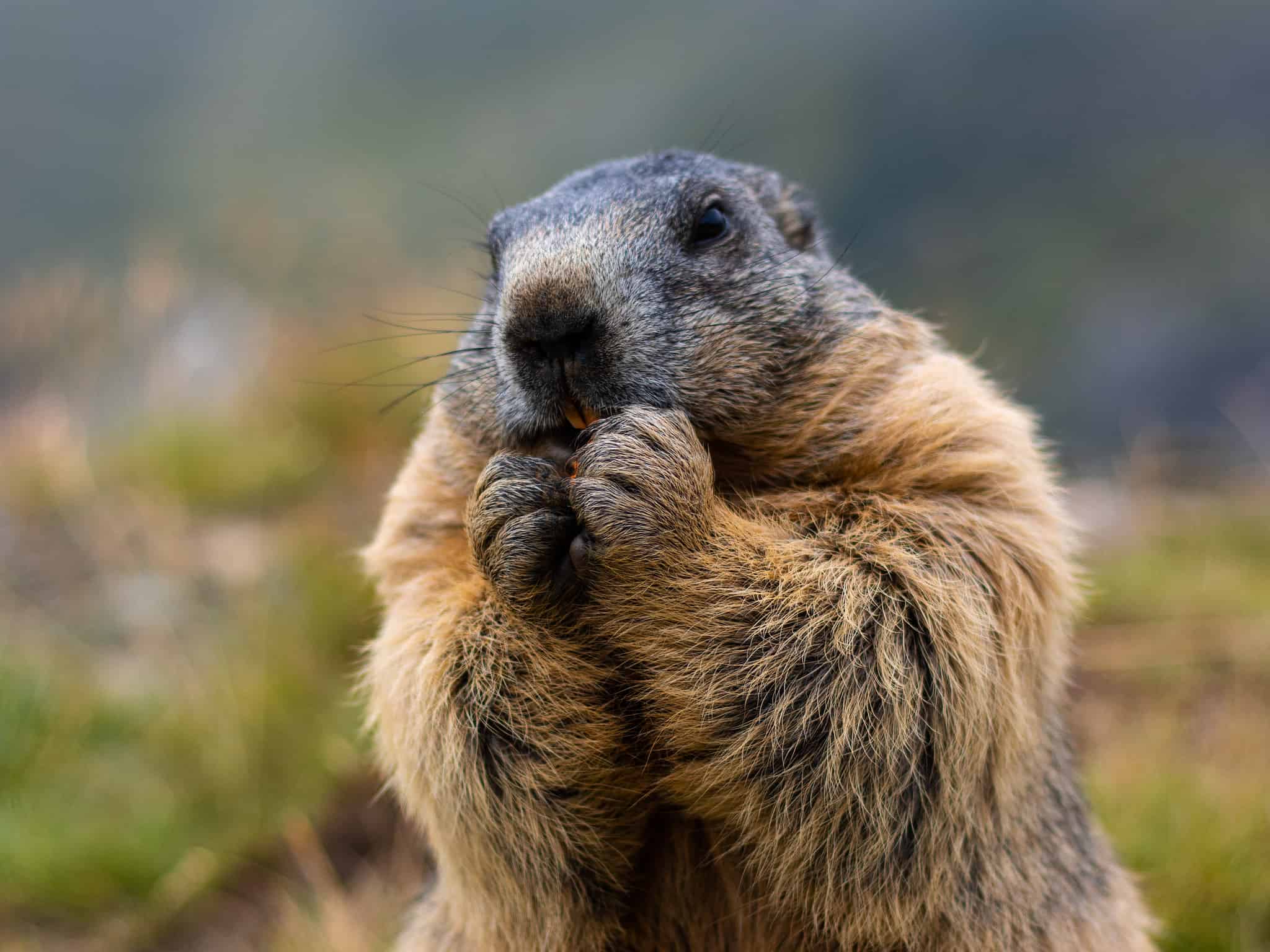 Discover 9 Smells Groundhogs Absolutely Hate and Keep Them Out of Your