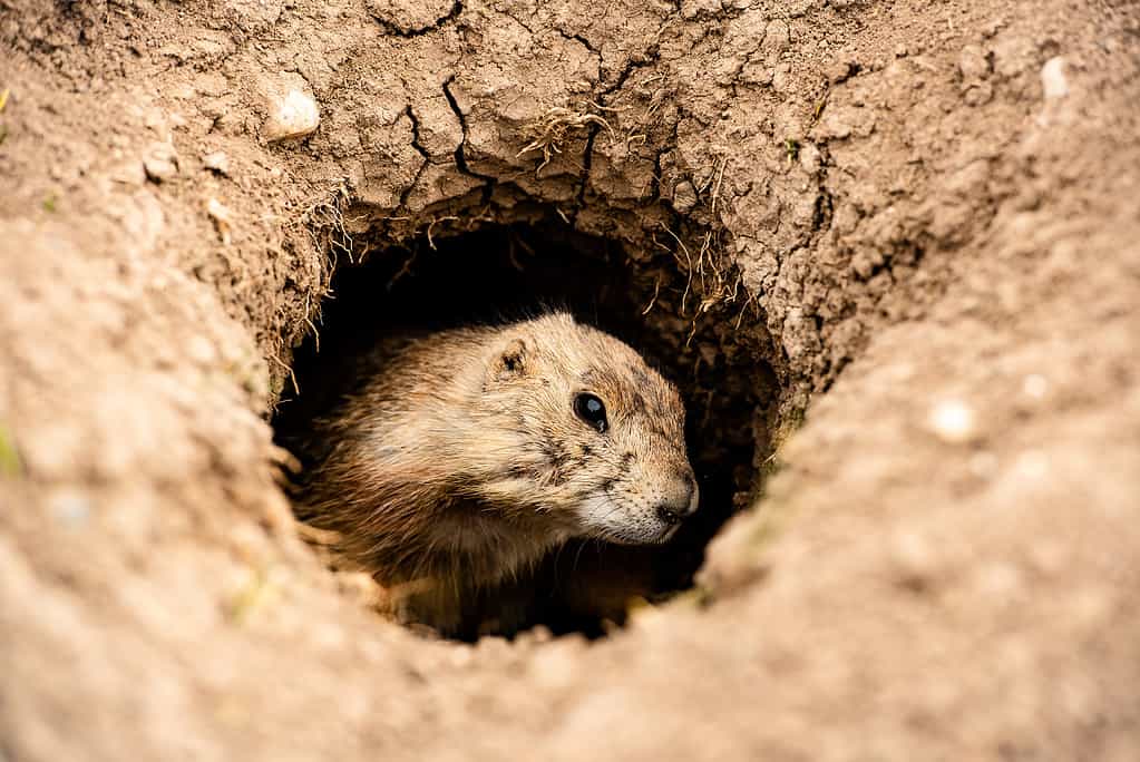 Close up Prairie Dog peeking out of burrow hole in Badlands National Park, South Dakota