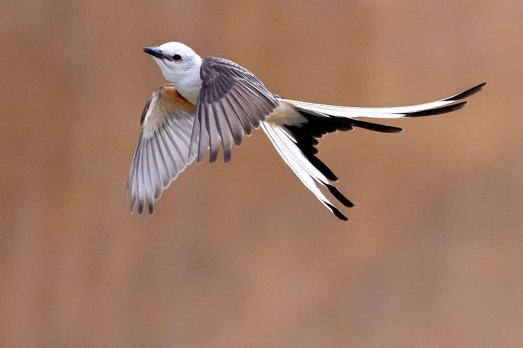 Closeup of the scissor-tailed flycatcher, Tyrannus forficatus flying against a blurry background.