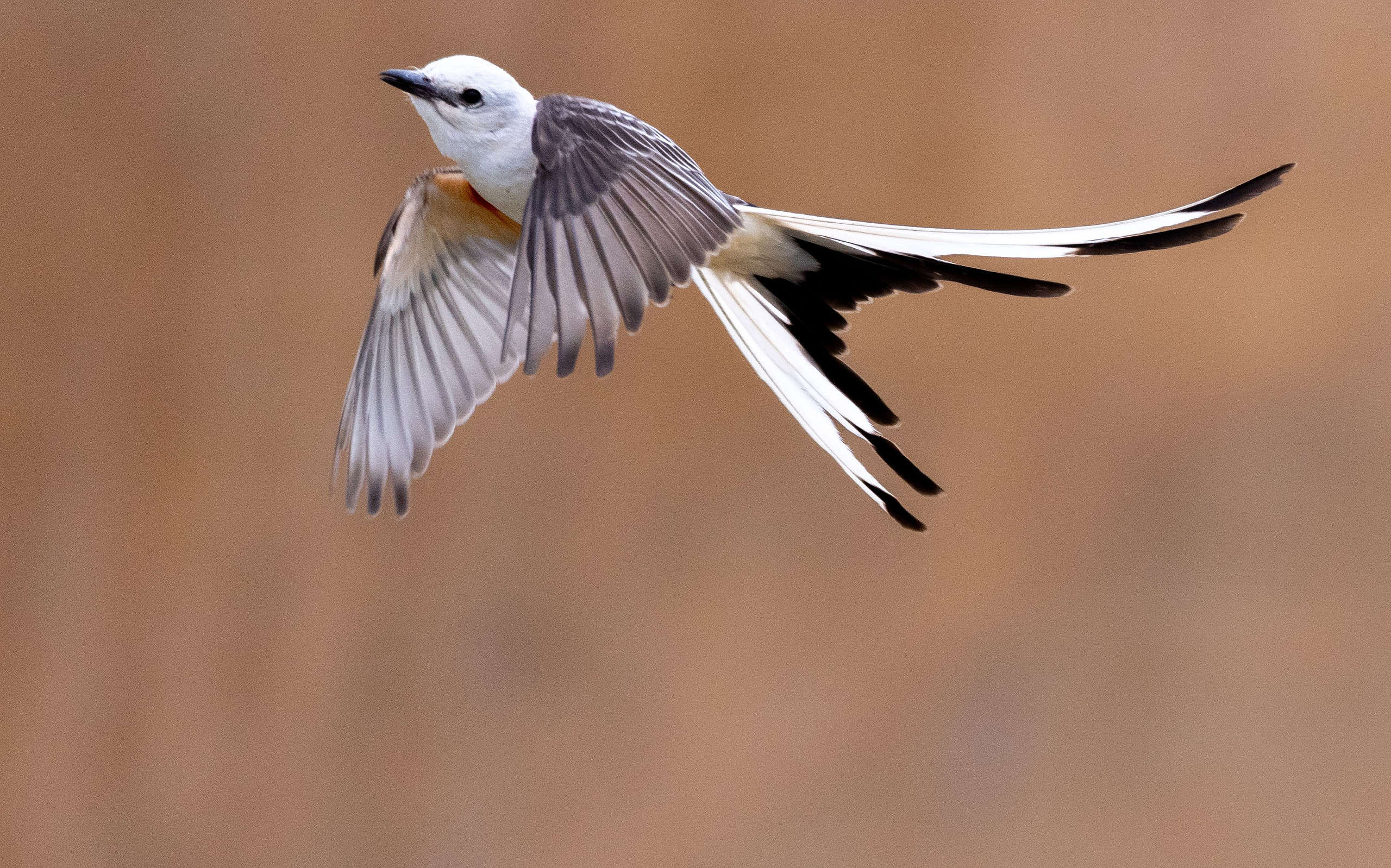 Closeup of the scissor-tailed flycatcher, Tyrannus forficatus flying against a blurry background.