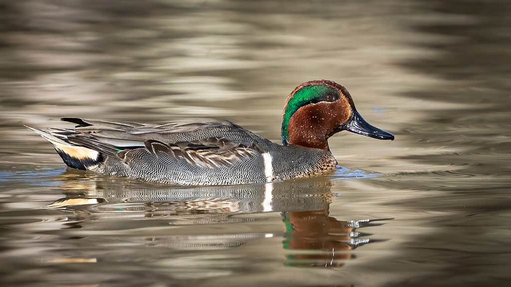 Green Winged Teal Duck in Huntley Meadows park in Virginia