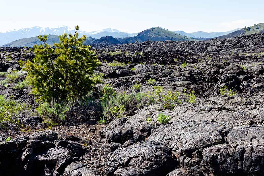 Lava field at Craters of the Moon National Park with pine tree and green vegetation growing in the lave field. with mountains in background in Butte county, Idaho