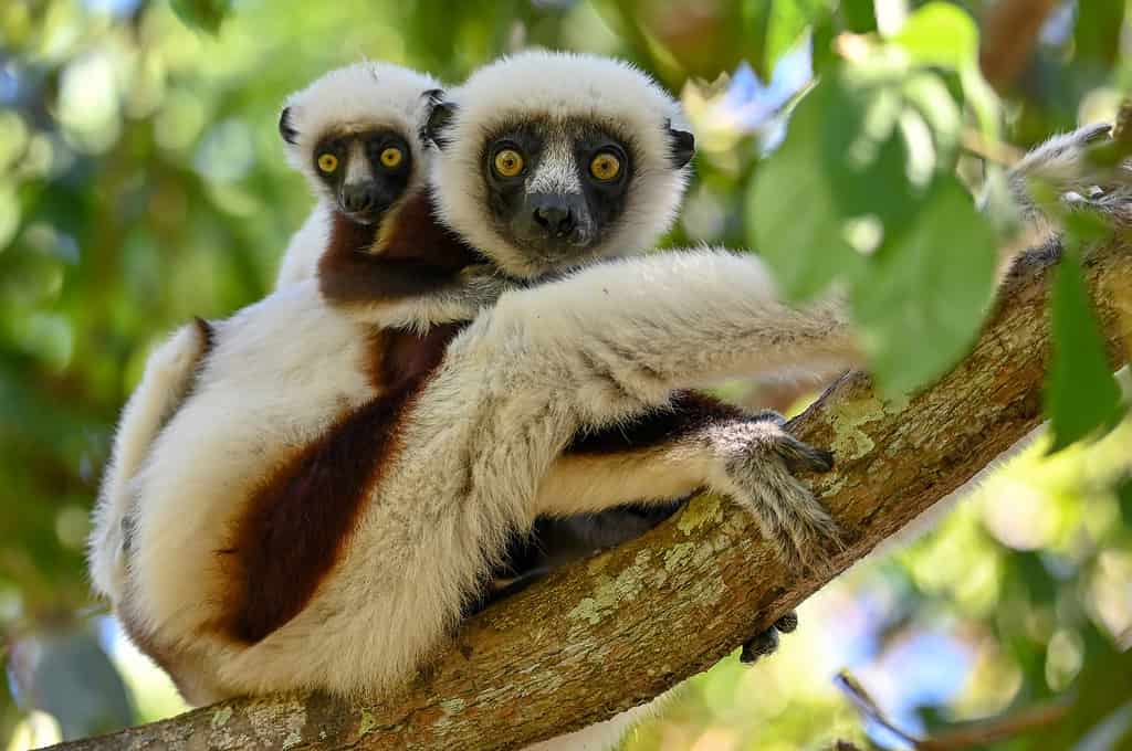 Wild sifaka lemur, (Verreaux sifaka), with baby, endemic,rare,andangered, Madagascar