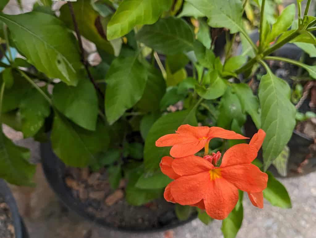 Crossandra infundibuliformis. Flowering ornamental plant with orange color