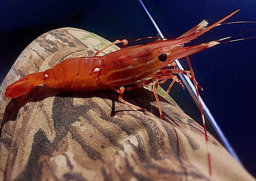 Spot Shrimp are huge shrimp that live in Hood Canal.