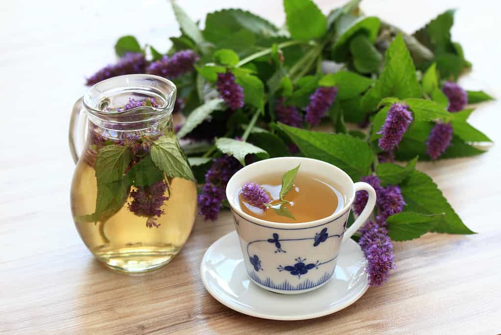 Herbal tea from medicinal herb Agastache foeniculum, also called  giant hyssop or Indian mint