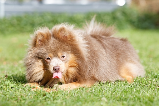 Selective of a Pomeranian dog in a garden