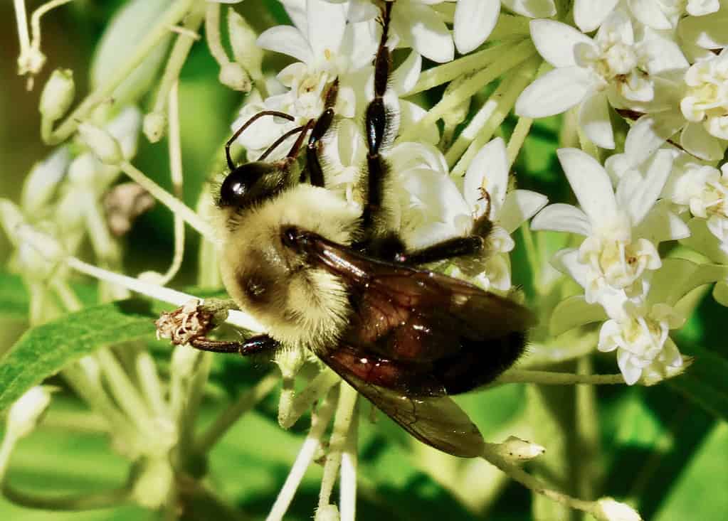 MACRO OF RUSTY-PATCHED BUMBLEBEE - ON ELEGANT WILD WHITE FLOWERS