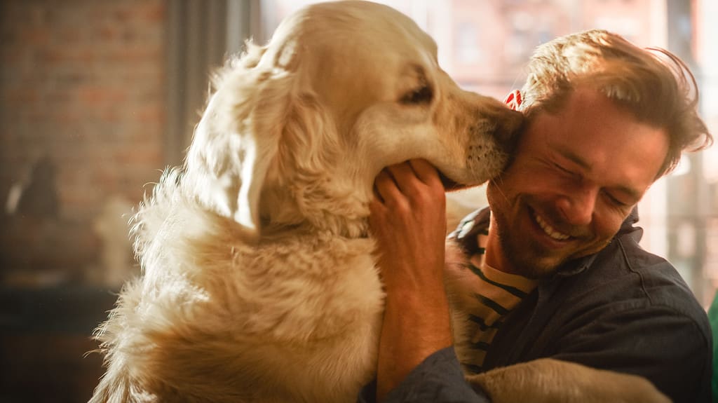 Happy Handsome Young Man Play with Dog at Home, Gorgeous Golden Retriever. Attractive Man Sitting on a Floor. Excited Dog Licking the Owner that Teases the Pet. Having Fun in the Stylish Apartment.