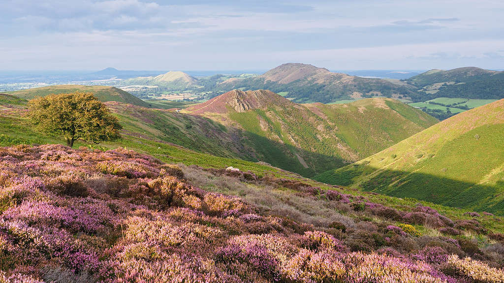 Scenic view of blooming heather on the Long Mynd, Shropshire, England in the evening