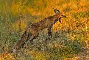 Dreaming of a Fox: Discover the Spiritual Meaning and Interpretation Picture