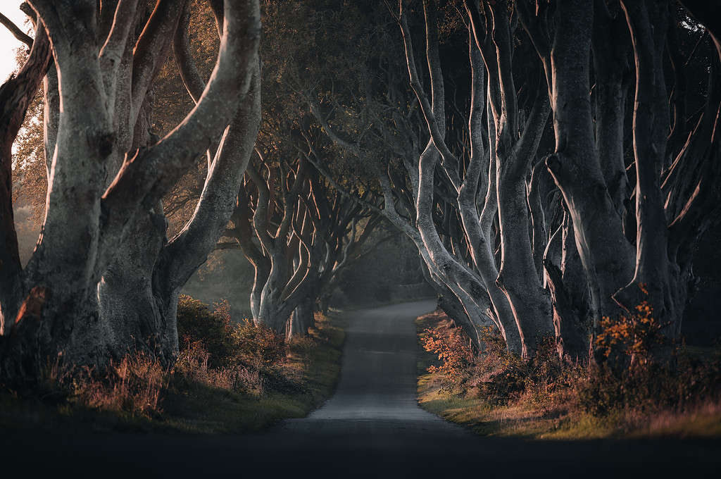 The Dark Hedges- Game Of Thrones