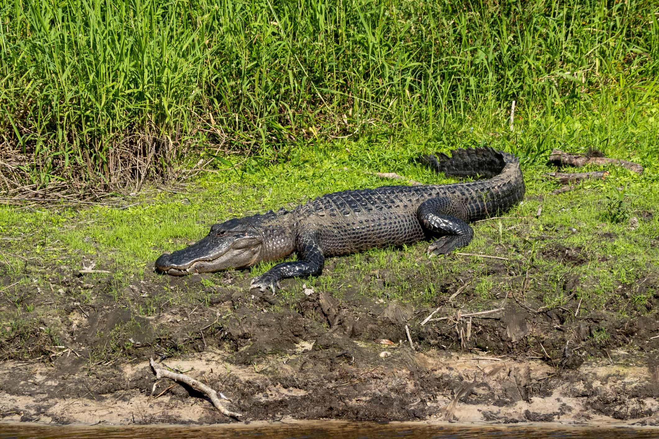 Alligator Basks in the Sun on a Grassy Riverbank in Florida