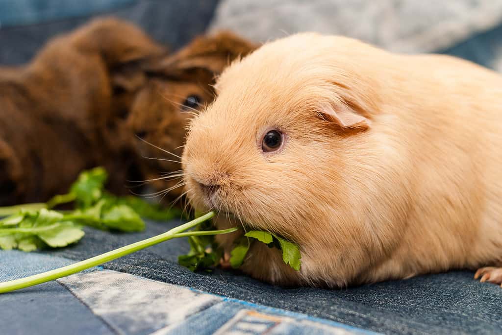 Self guinea pig eats parsley while looking at camera