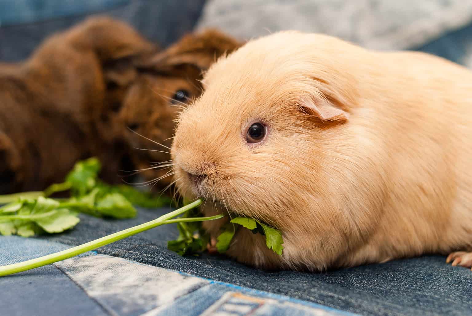 The Best and Most Comprehensive List of 436 Female Guinea Pig Names A
