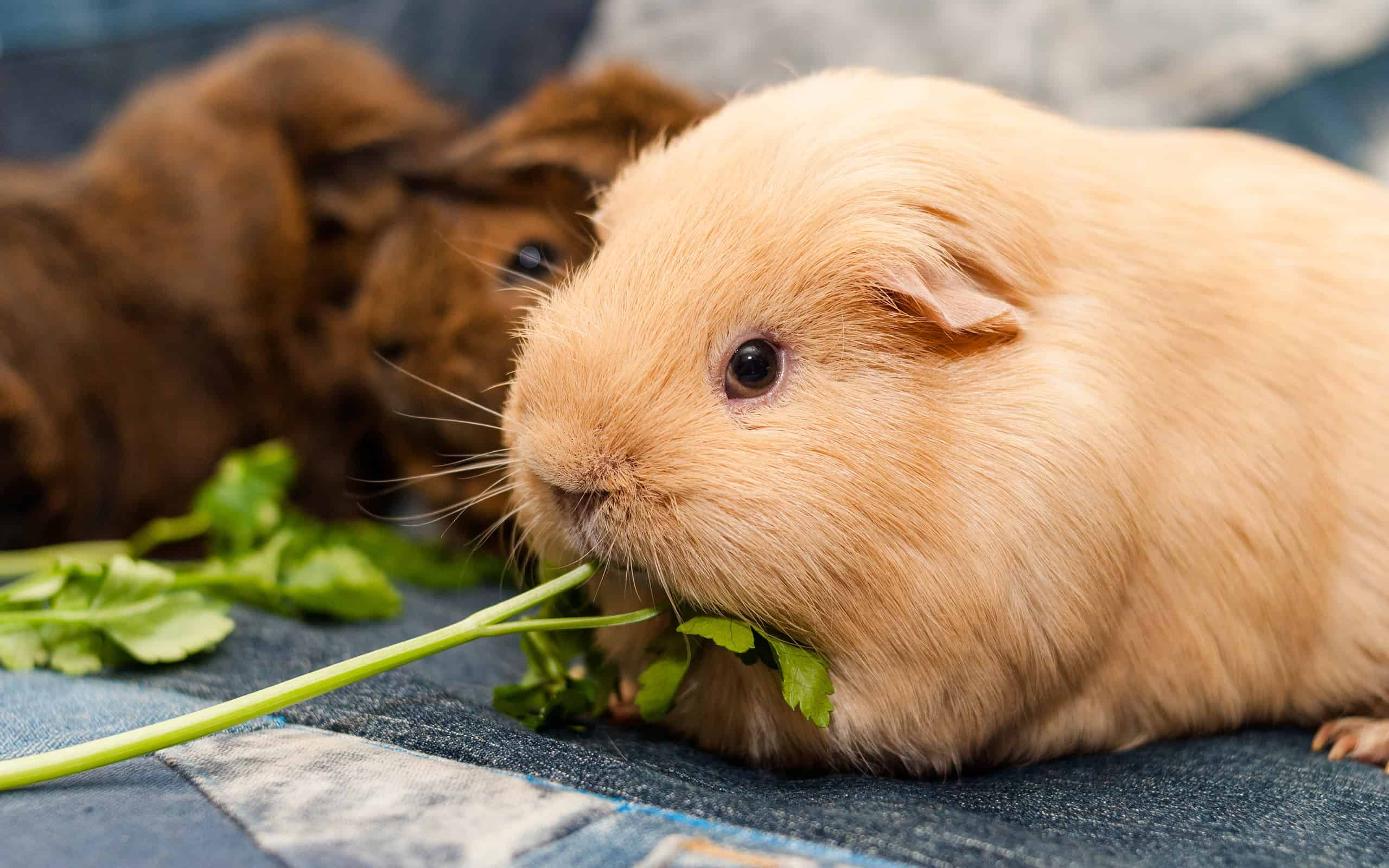 Self guinea pig eats parsley while looking at camera