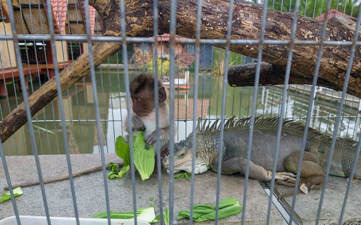 Wild monkey locked up in captivity