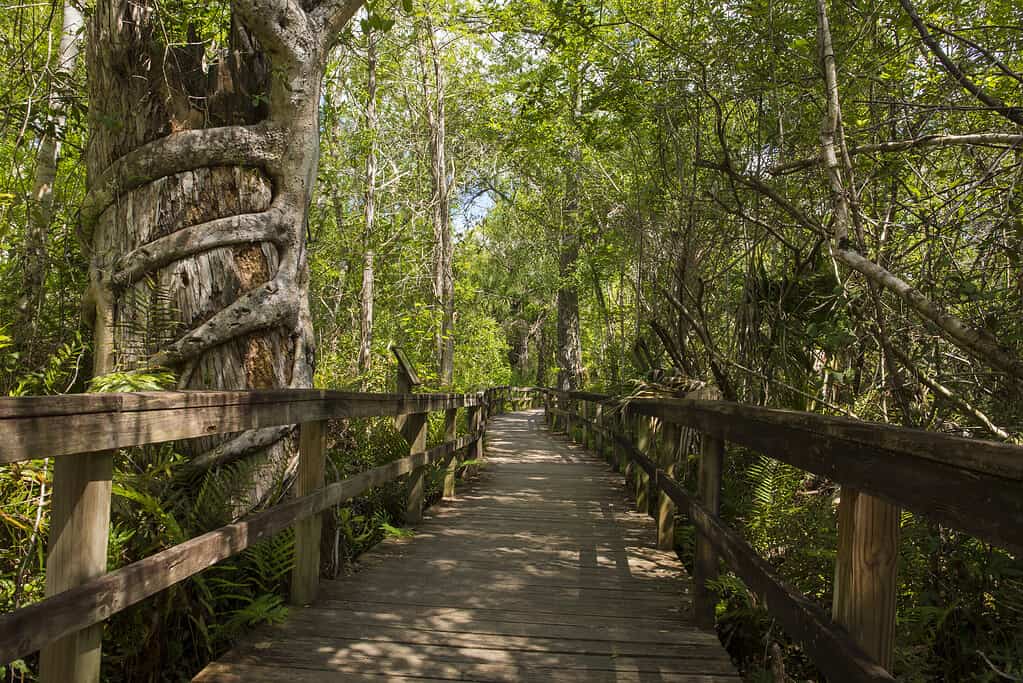 Big Cypress Bend Boardwalk winds through the Fakahatchee Strand Swamp and ends at an alligator pond and observaton deck in Naples, FL