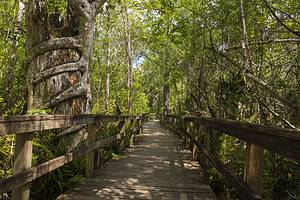 Discover the 7 Largest State Parks in Florida Picture
