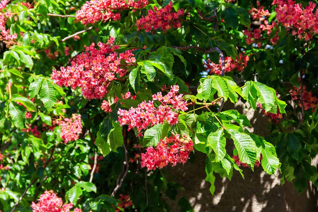 Blooming red horse-chestnut (Aesculus carnea) at spring