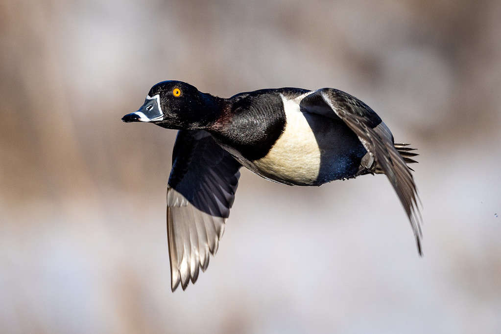 Ring-necked duck in flight or taking off