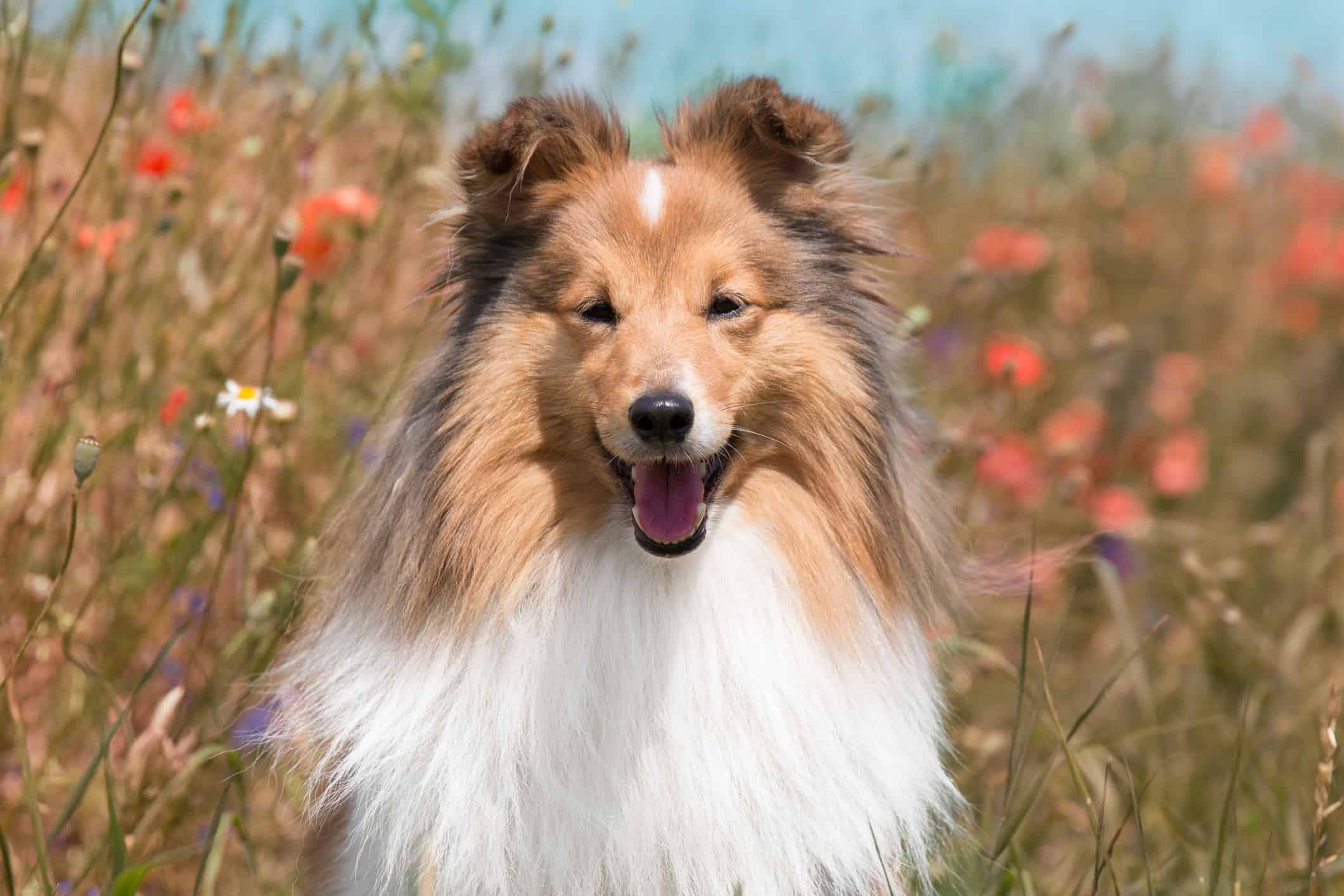 Cute sable white shetland sheepdog on sunny summer hot day outside with meadow flowers