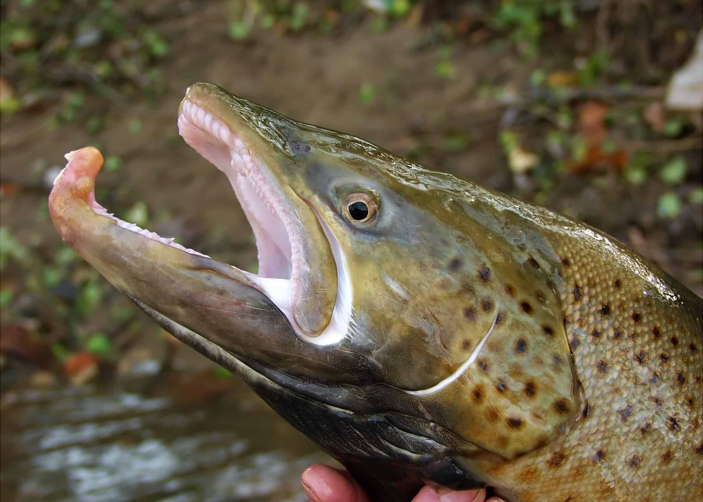 Large Male Root river brown trout