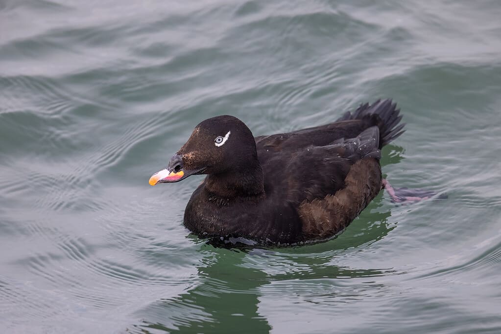 White winged scoter