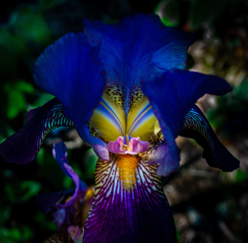 Zebra Iris Flower