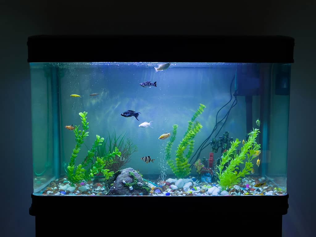 pet fish in aquarium