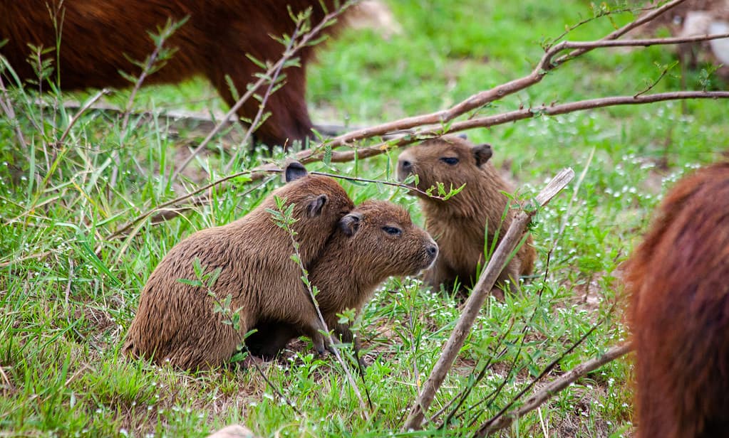 Three cute baby capybaras playing together