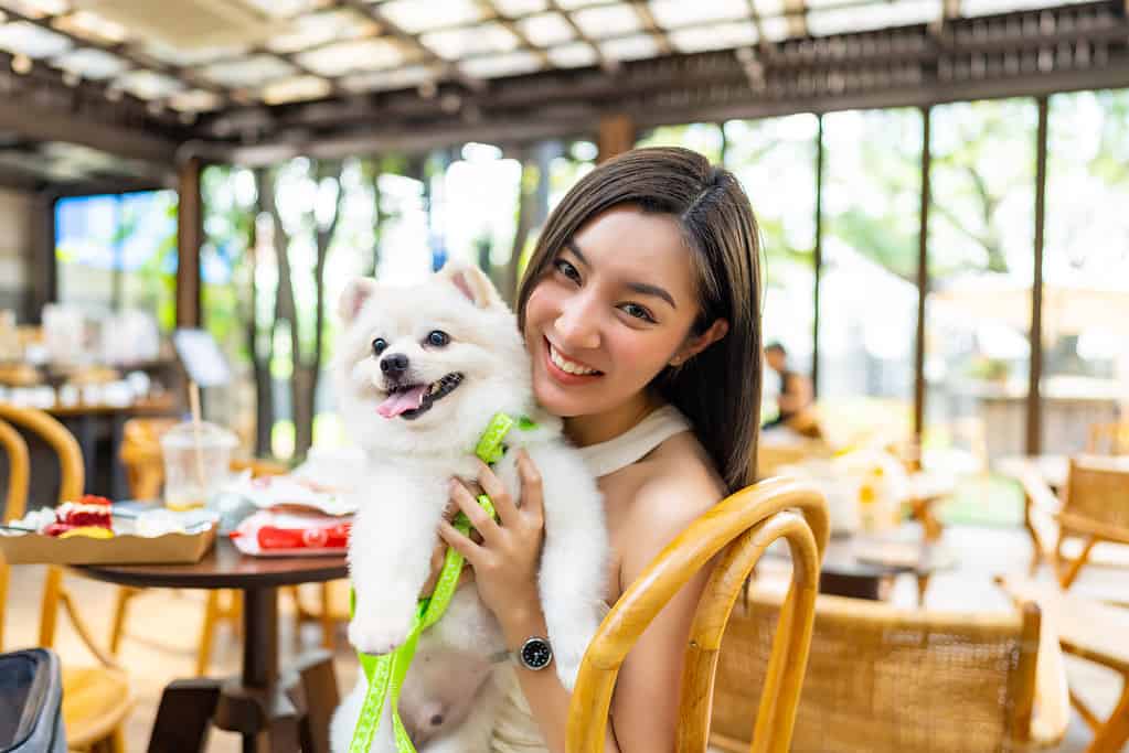 Portrait of Asian woman playing with Pomeranian dog at pets friendly restaurant.