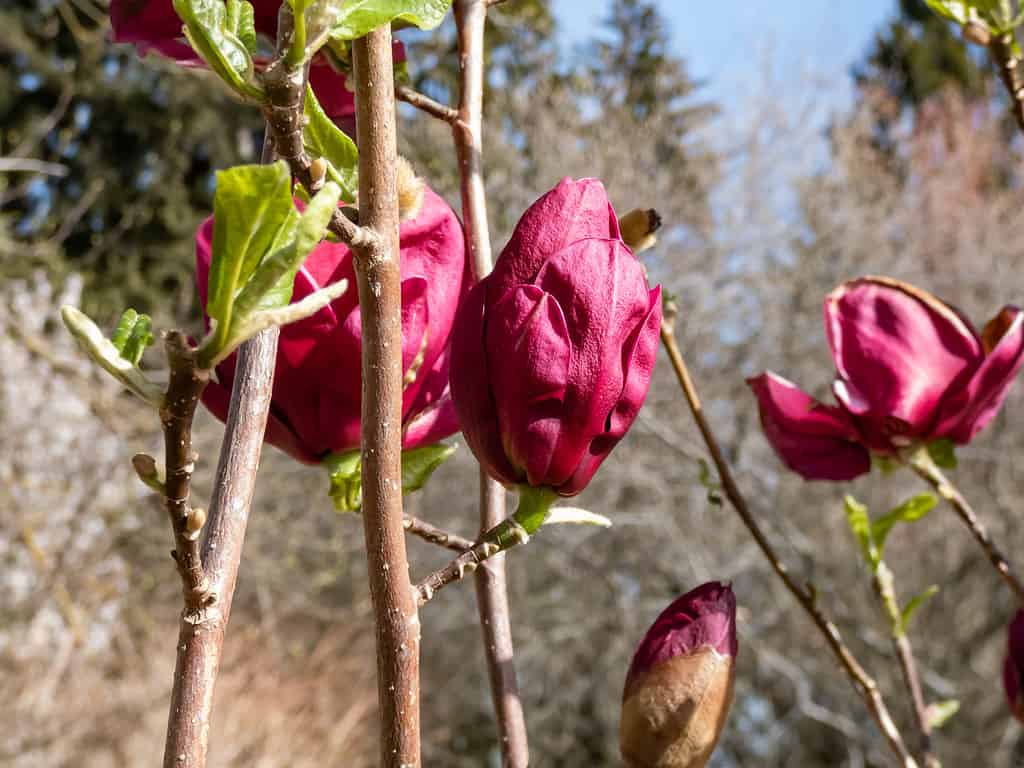 Magnolia 'Genie' with deep red, almost black bud that open into medium-sized, cup shaped, lotus-like burgundy red flowers flowering in spring