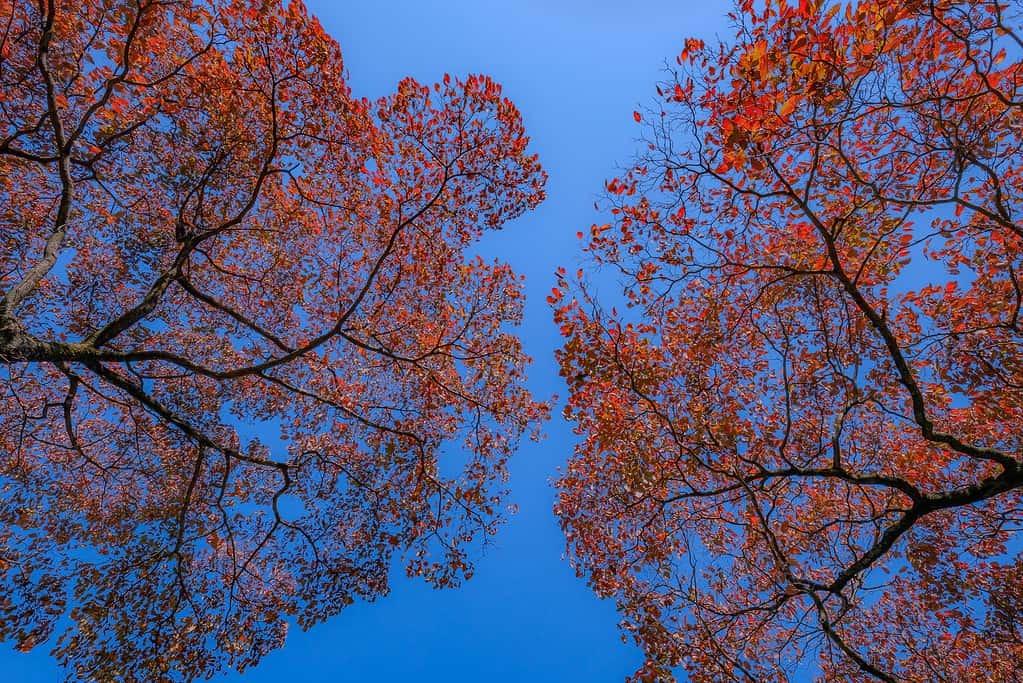 Red dogwood and blue sky