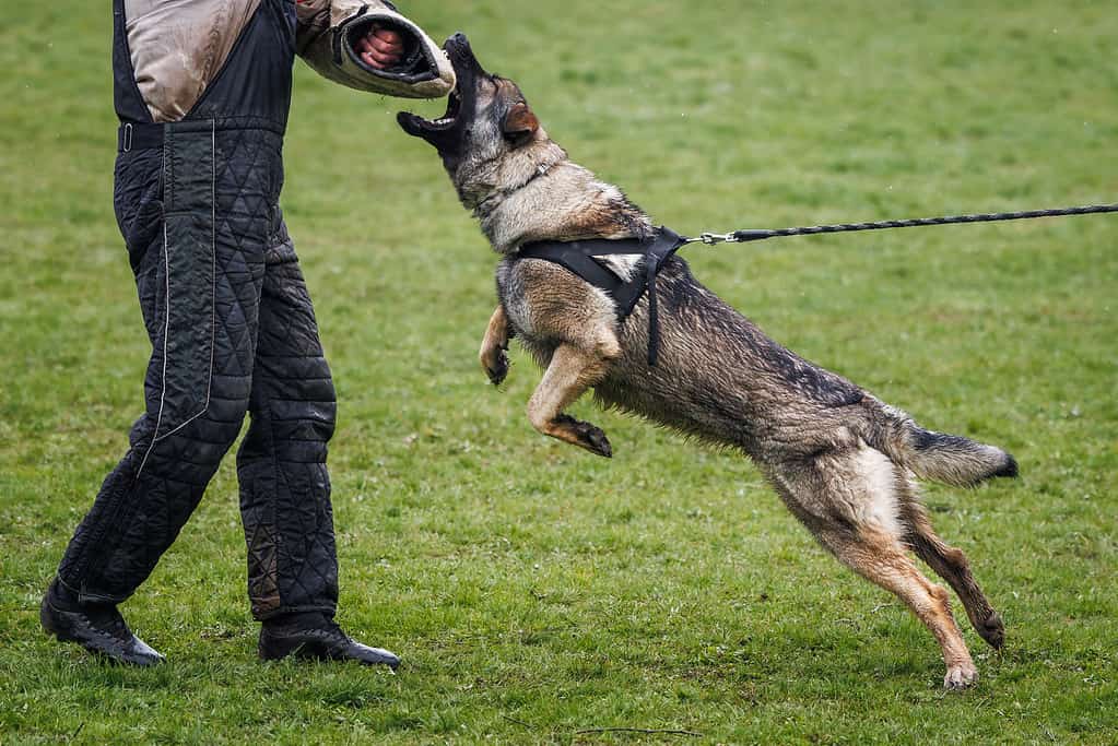 Trained police dog doing defense and biting work with dog handler