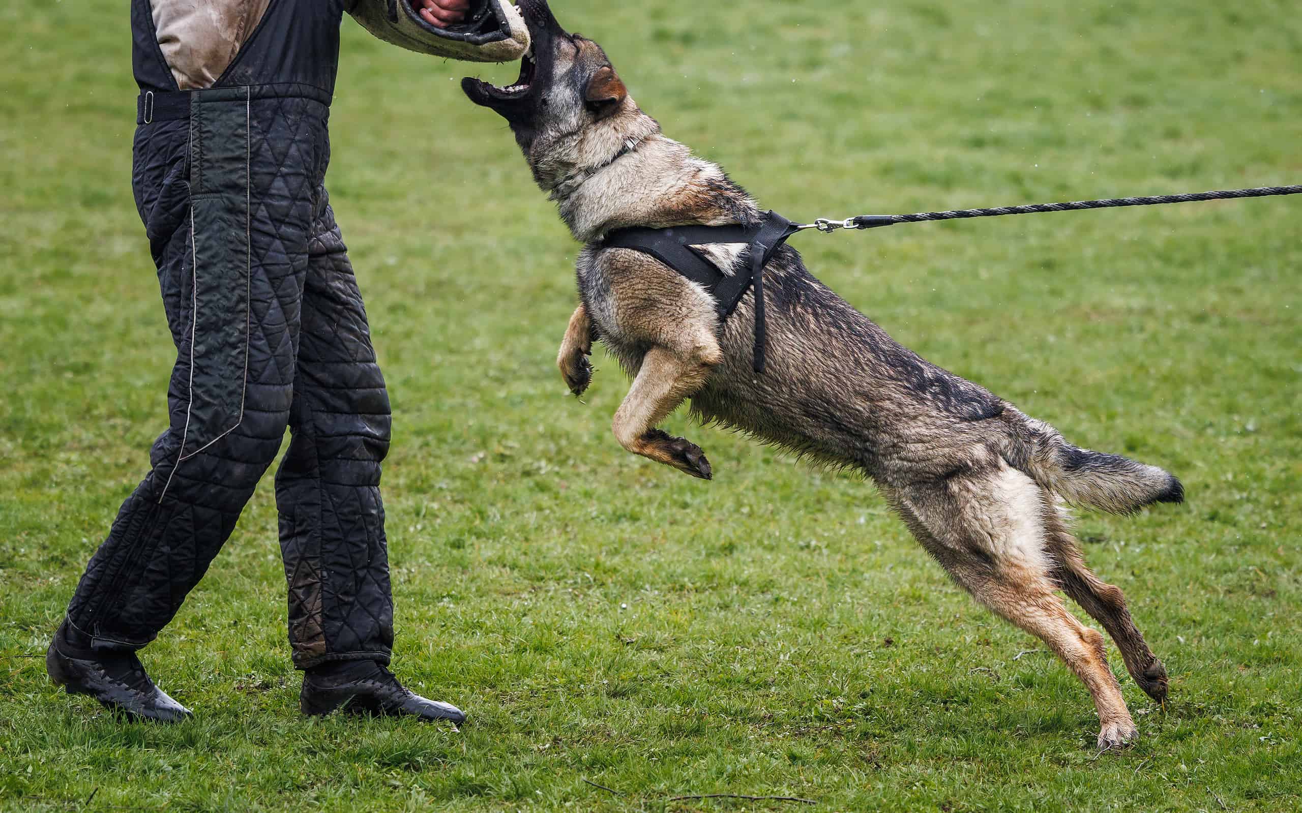 Trained dog doing defence and biting work with dog handler