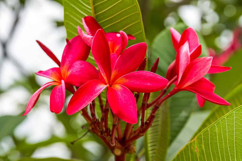Close-up of brightly blooming red plumeria in the garden