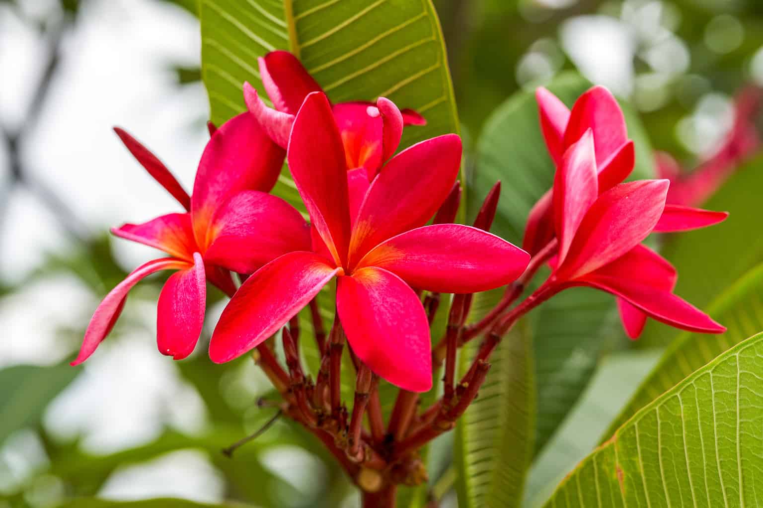 12 Gorgeous Red-Flowering Trees - A-Z Animals