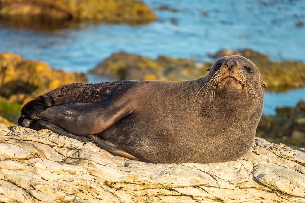 New Zealand fur seal portrait (long-nosed fur sea) (Arctocephalus forsteri) on the earthquake uplifted shores of Kaikoura on the east coast of the South Island of New Zealand.